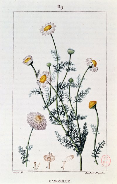 Camomille, reproduction d